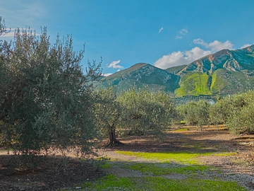 Altavilla Milicia - Olivenhain